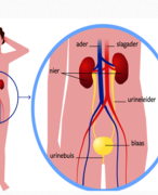 Powerpoint: De orgaanstelsels 