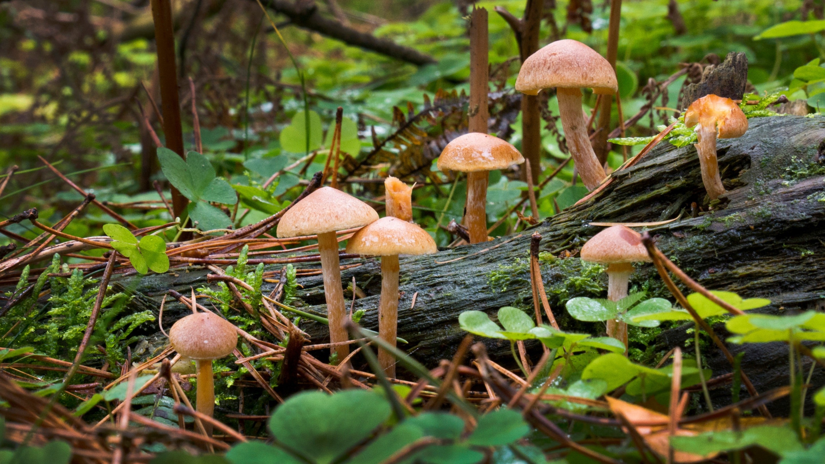  Evolution of Fungi: Questions and Answers 